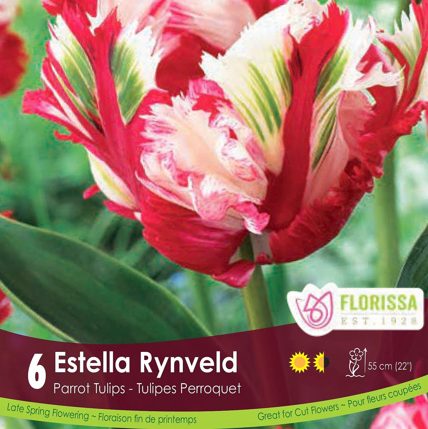 Red white and green Parrot Tulip Estella Rynveld 