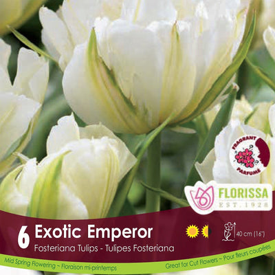 Tulip - Exotic Emperor, 6 Pack