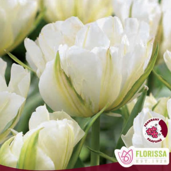 Tulip - Exotic Emperor, 6 Pack