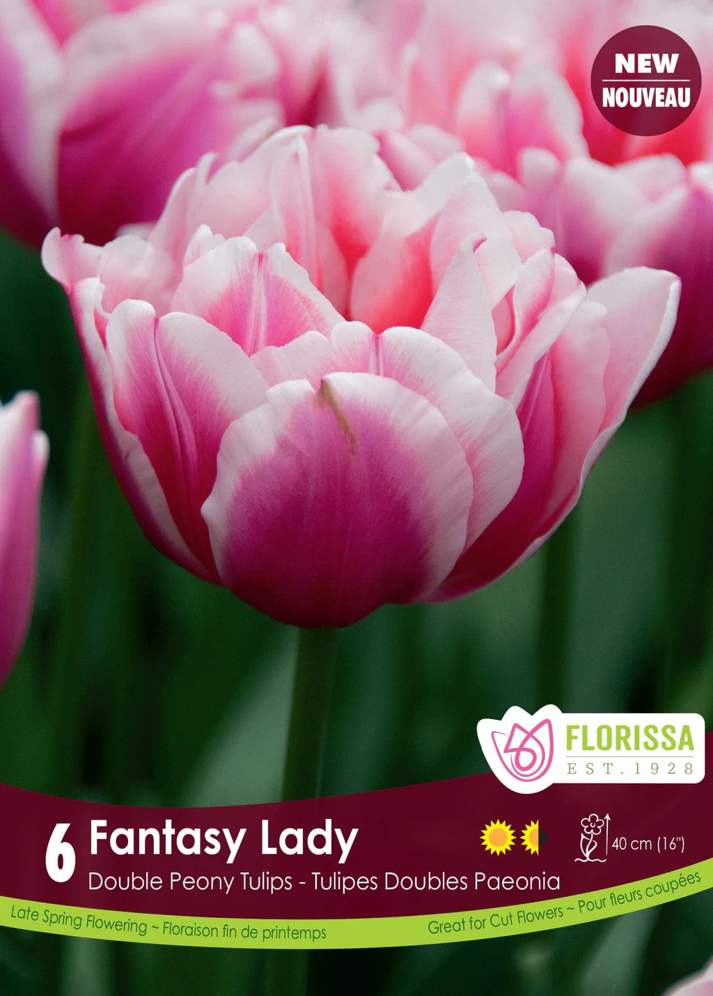 Tulip - Fantasy Lady, 6 Pack