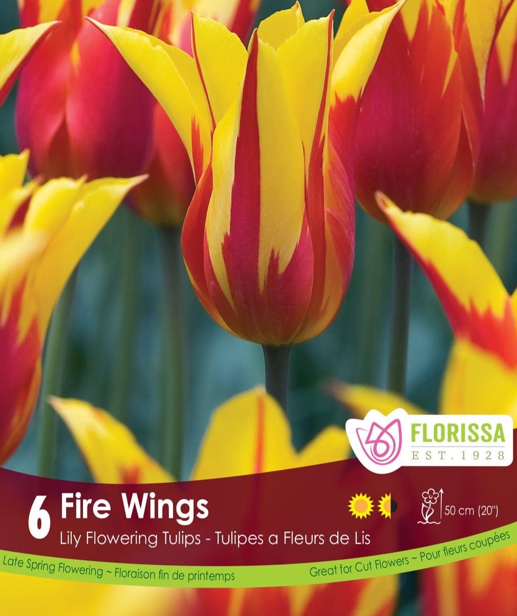 Tulip - Fire Wings, 6 Pack