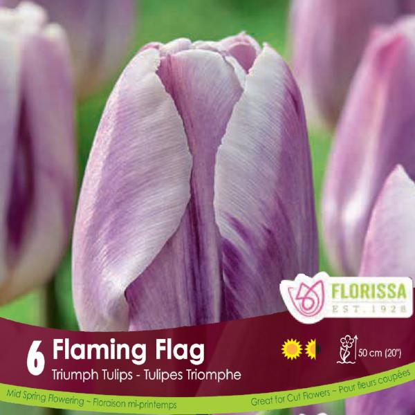 Lavender Tulip Flaming Flag