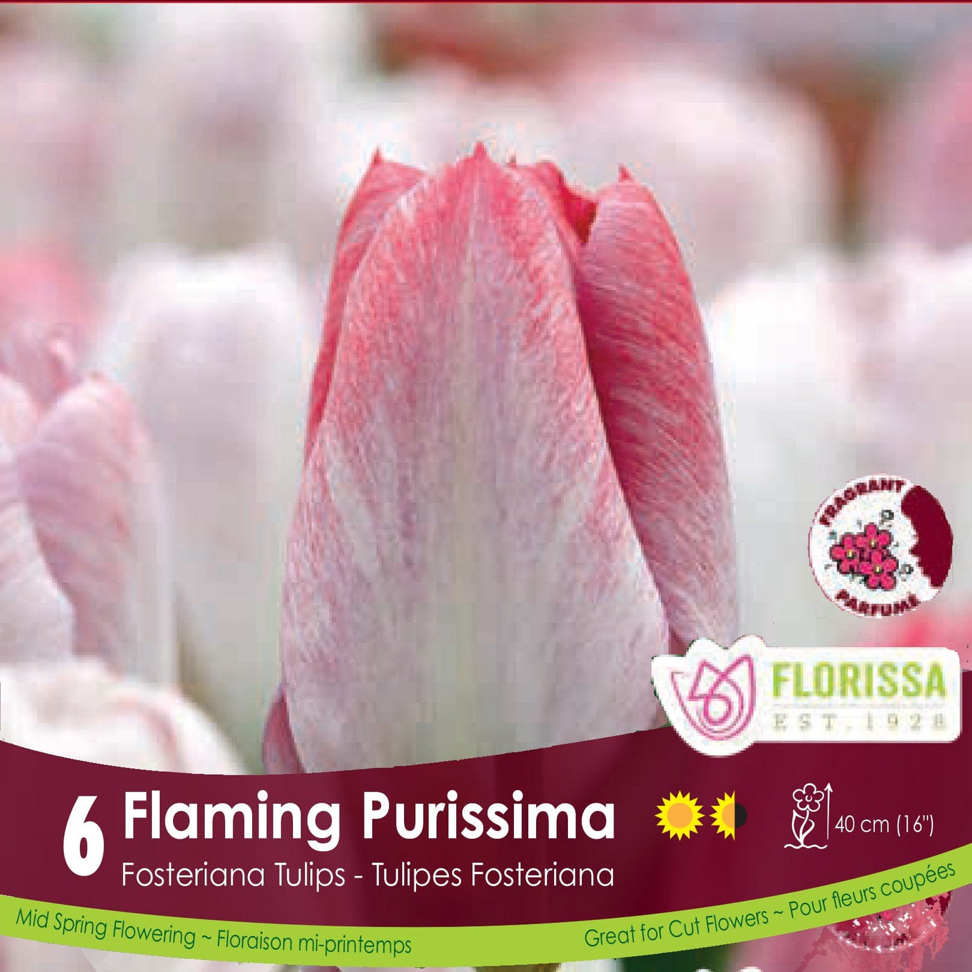Tulip - Flaming Purissima, 6 Pack