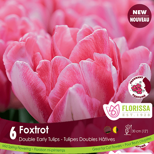 foxtrot tulip