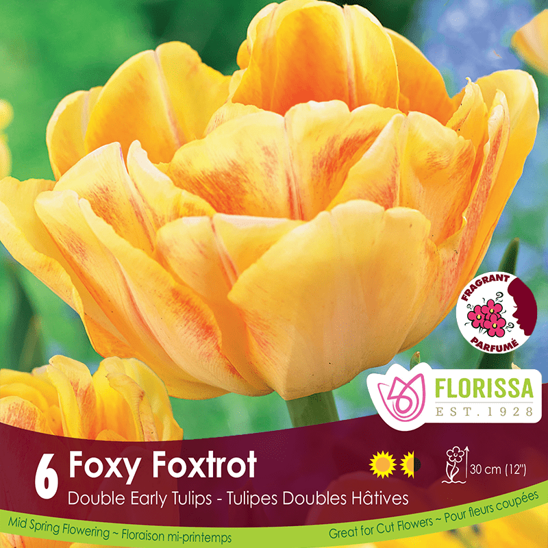 Tulip Foxy Foxtrot