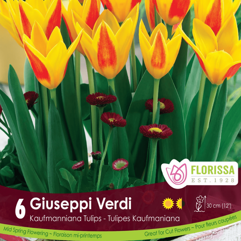 Tulip Giuseppi Verdi