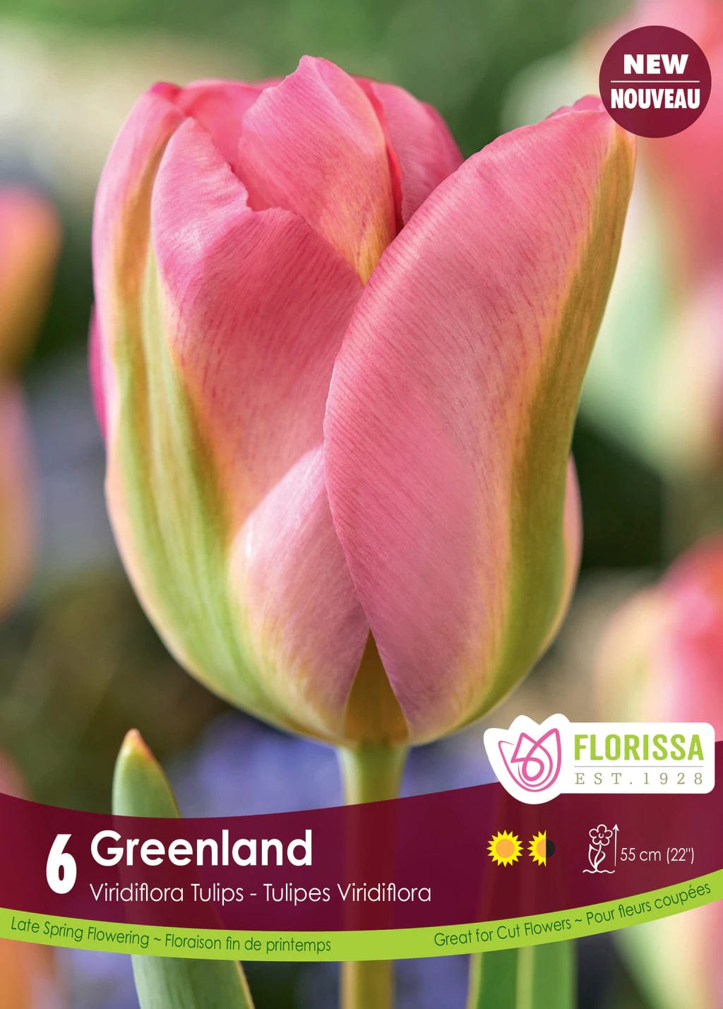 Tulip - Greenland, 6 Pack