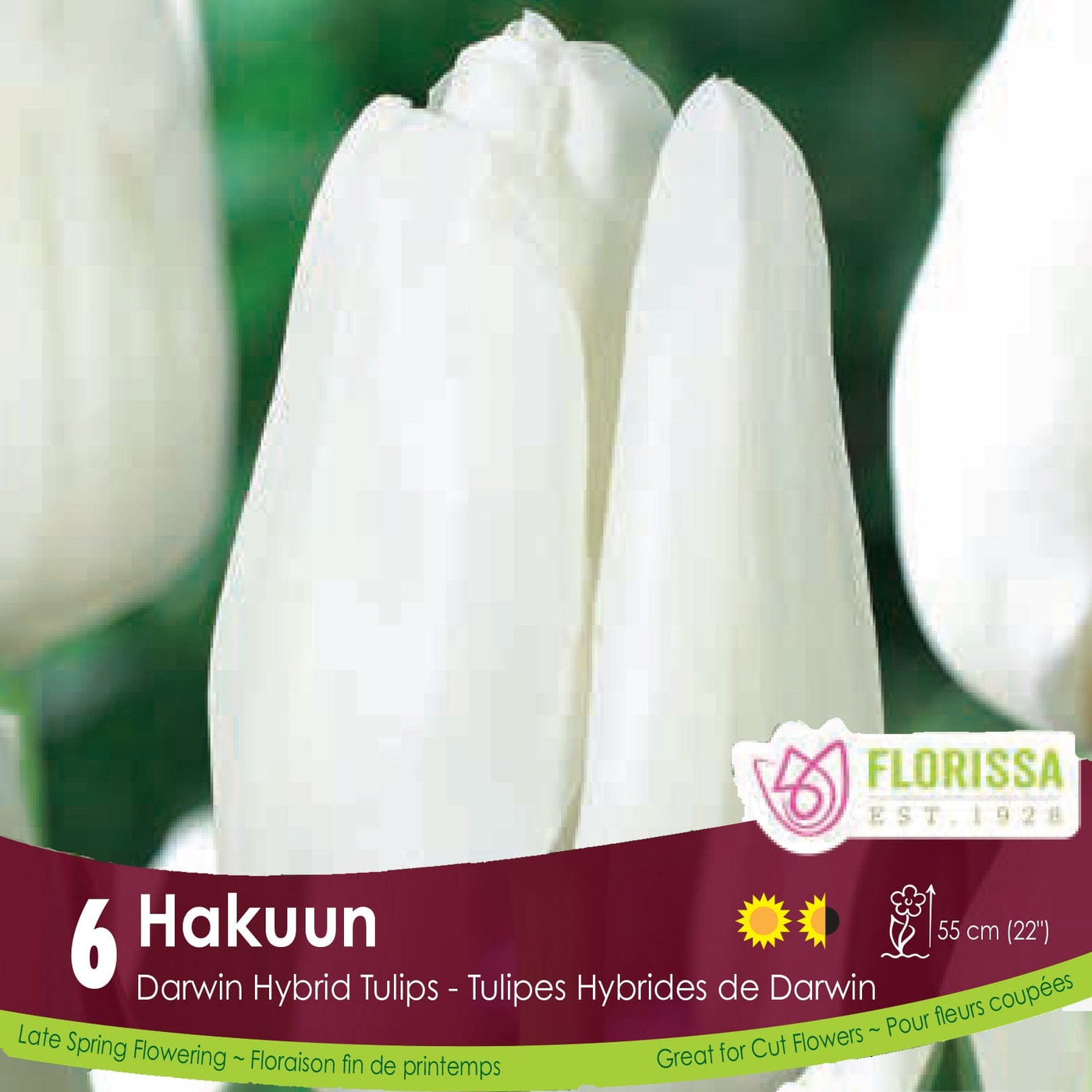 White Darwin Hybrid Tulip Hakuun 
