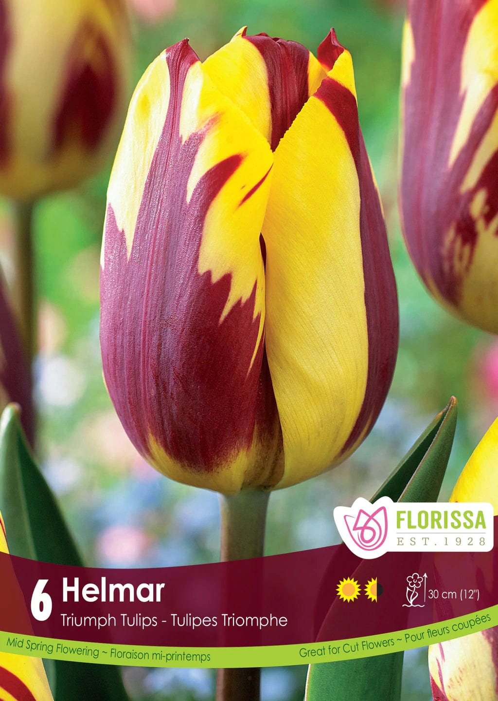 Tulip - Helmar, 6 Pack