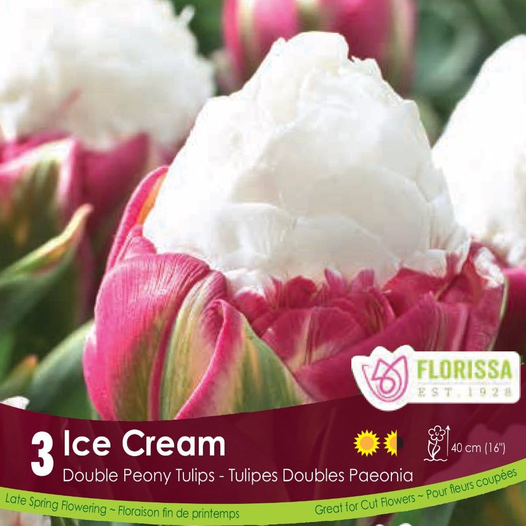 White and Pink Double Peony Tulip Ice Cream 