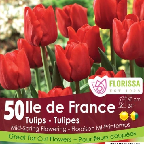 Tulip - Ile de France - Mesh Bag, 50 Pack