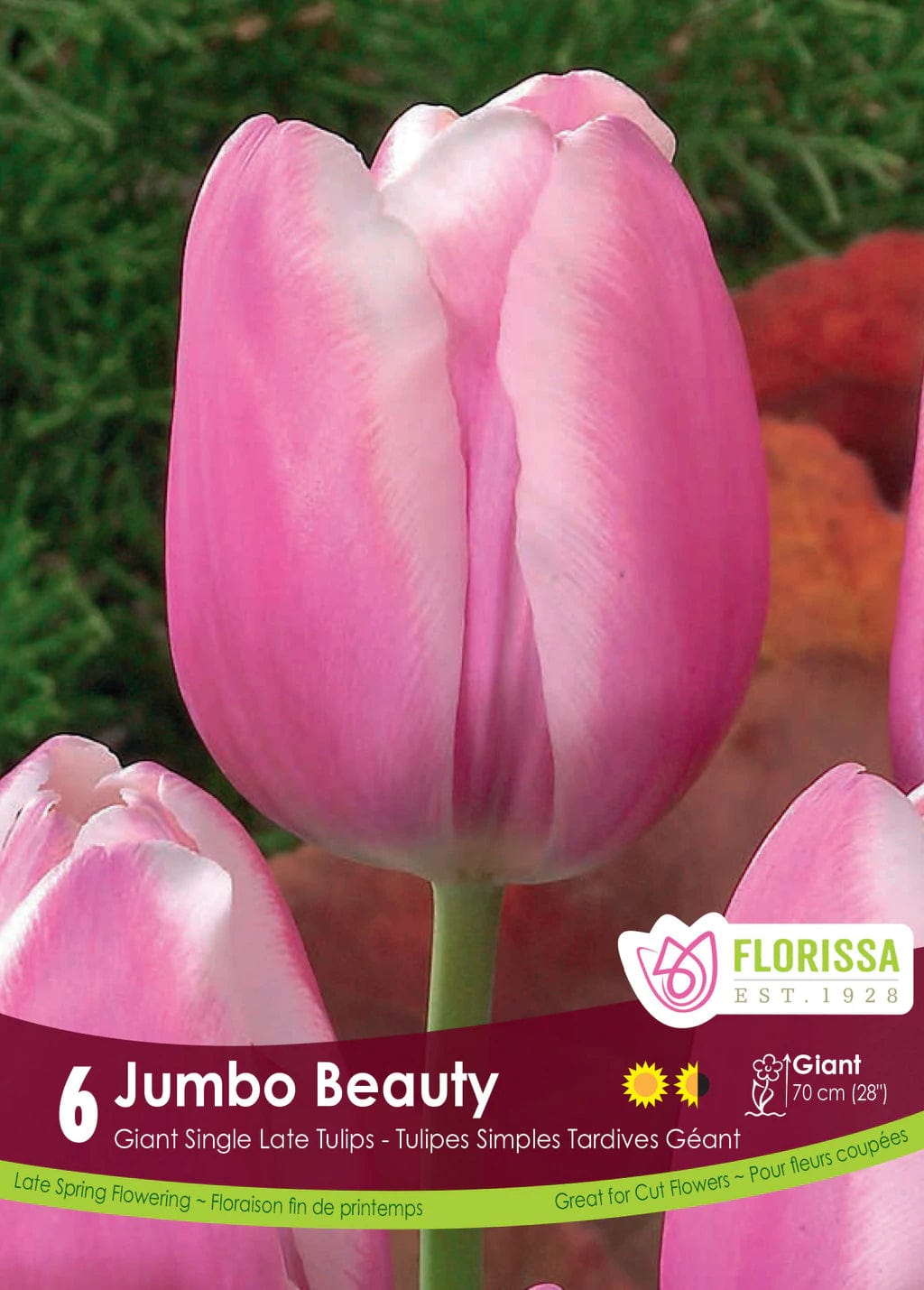 Tulip - Jumbo Beauty, 6 Pack
