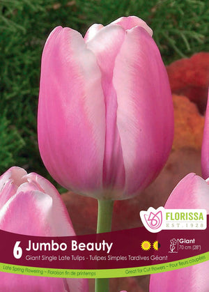 Tulip - Jumbo Beauty, 6 Pack