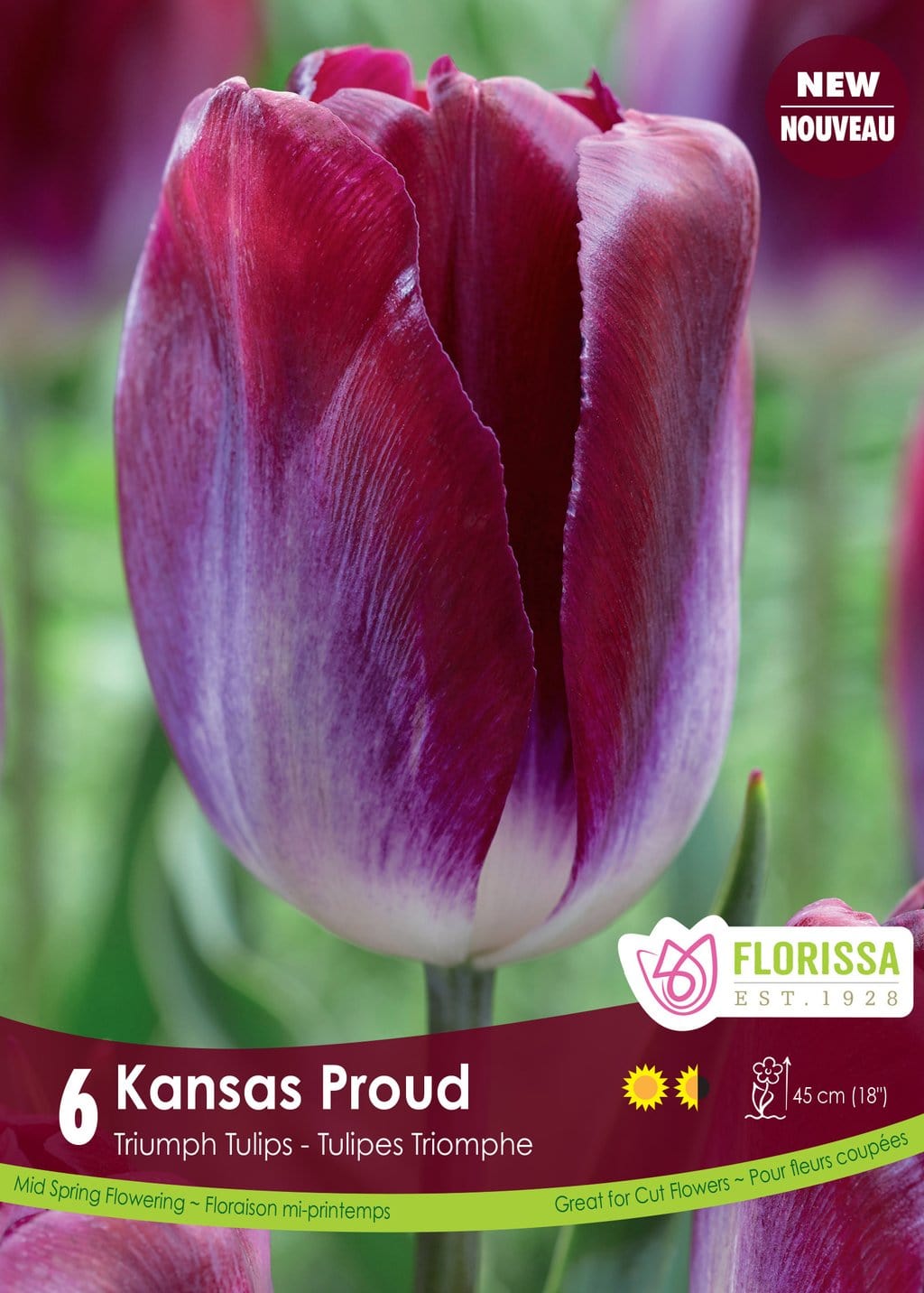 Tulip - Kansas Proud, 6 Pack