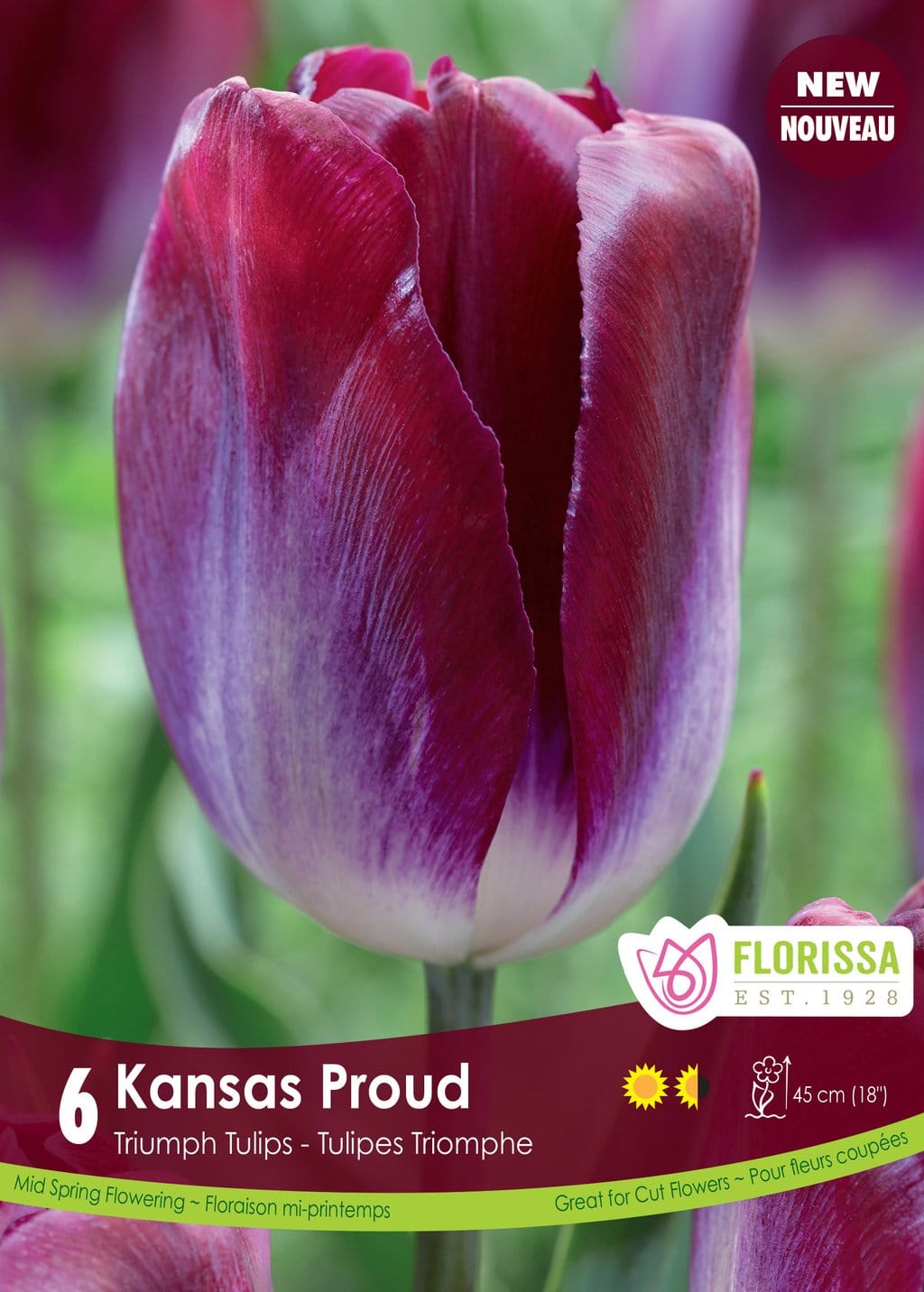Tulip Kansas Proud Fall Planting Bulb Wildwood Outdoor Living