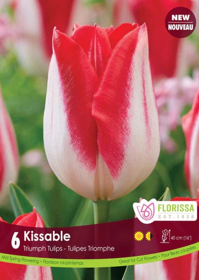 Tulip - Kissable, 6 Pack
