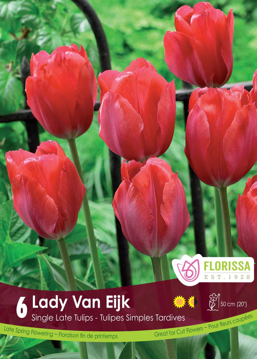 Tulip - Lady Van Eijk, 6 Pack