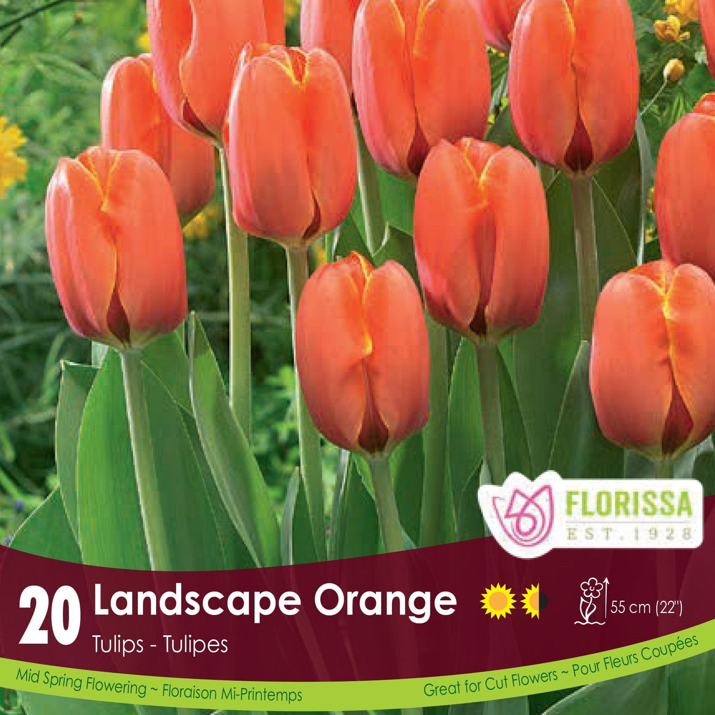 Tulip - Landscape Orange, BONUS 20 Pack