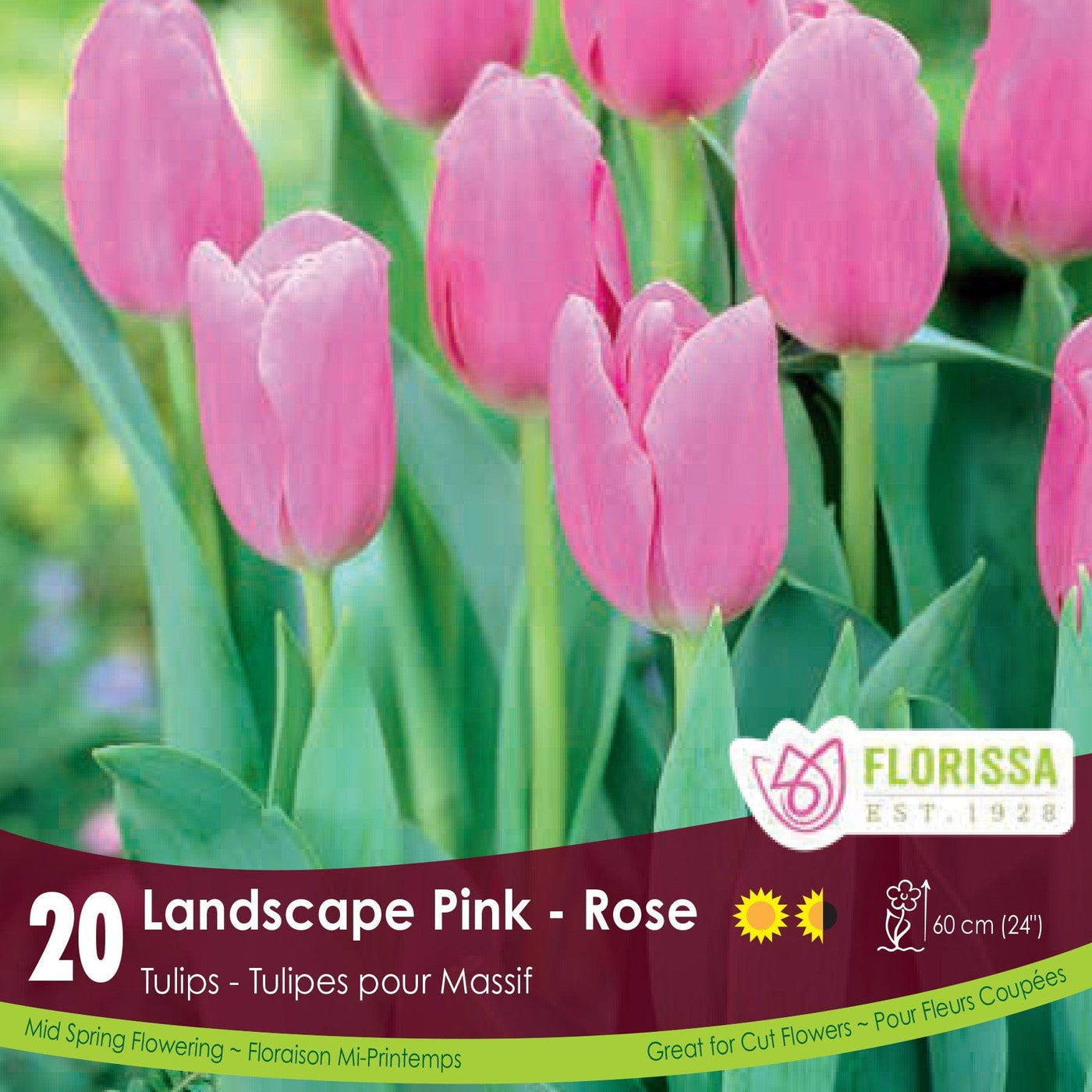 Tulip - Landscape Pink, BONUS 20 Pack