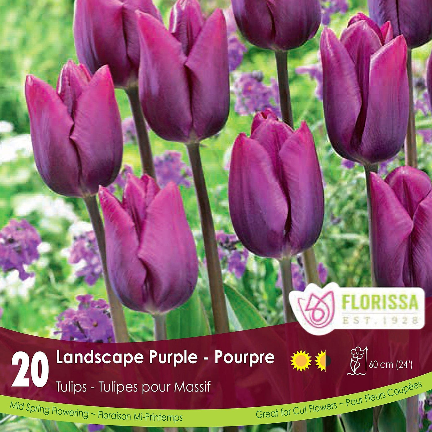 Tulip - Landscape Purple, BONUS 20 Pack