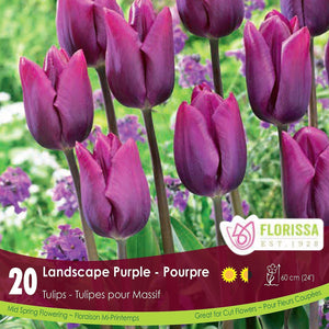 Tulip - Landscape Purple, BONUS 20 Pack