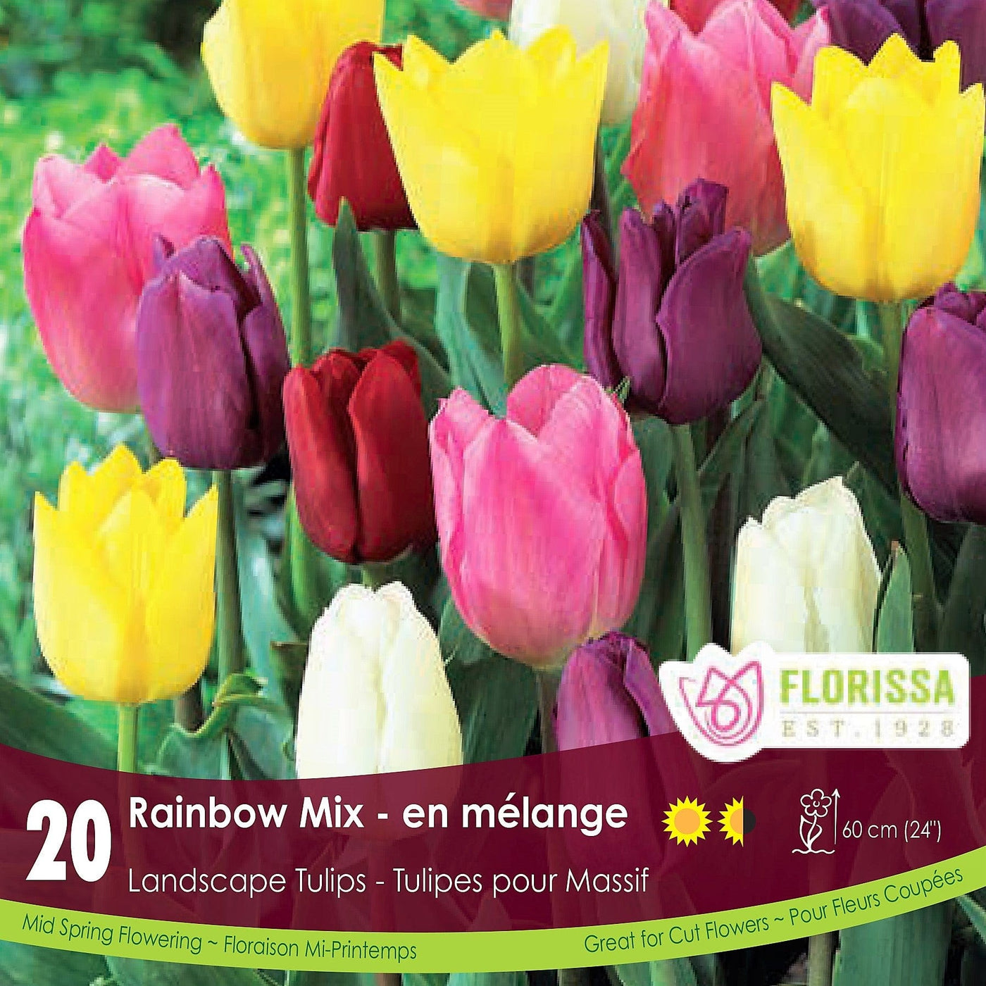 Tulip - Landscape Rainbow Mix, BONUS 20 Pack