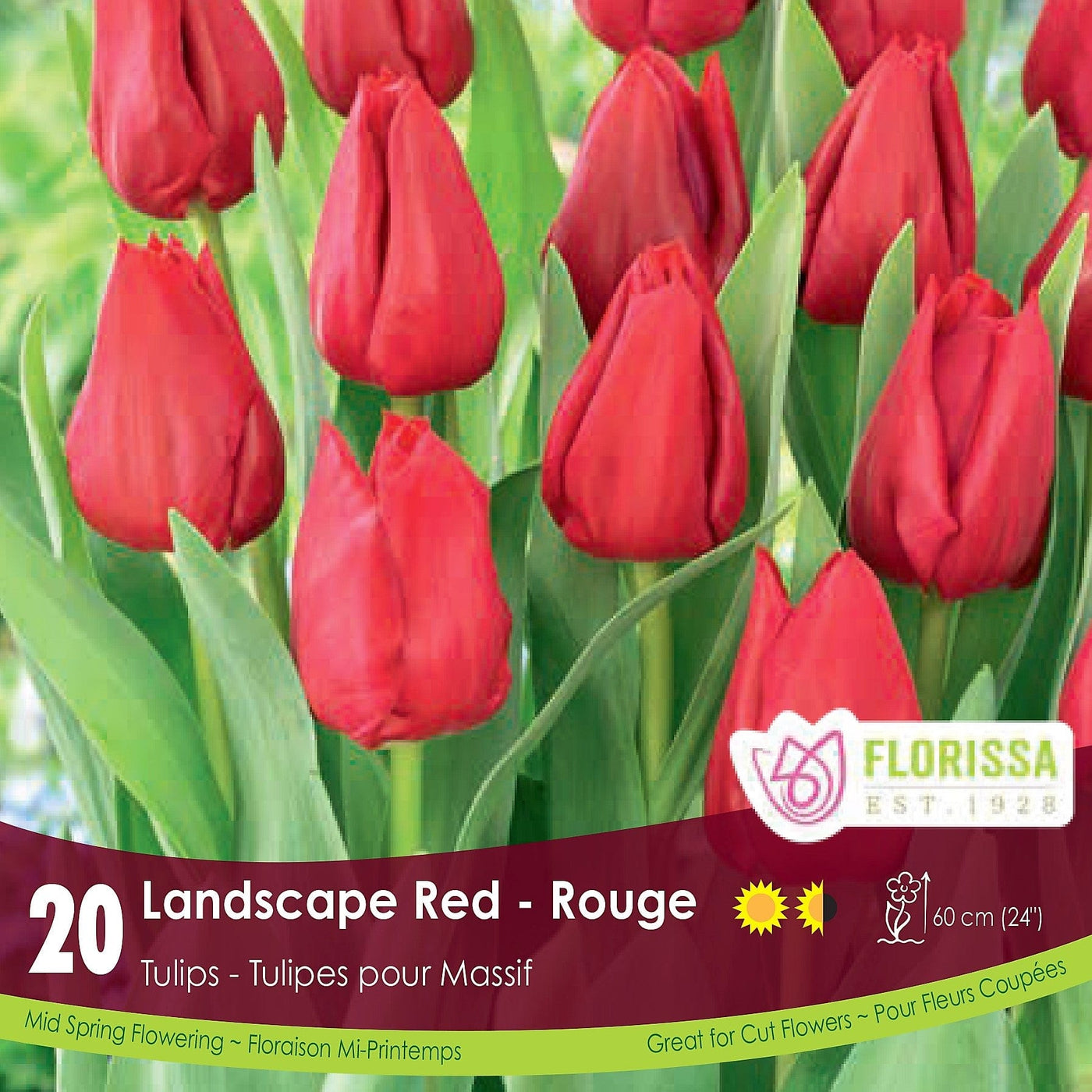 Tulip - Landscape Red, BONUS 20 Pack