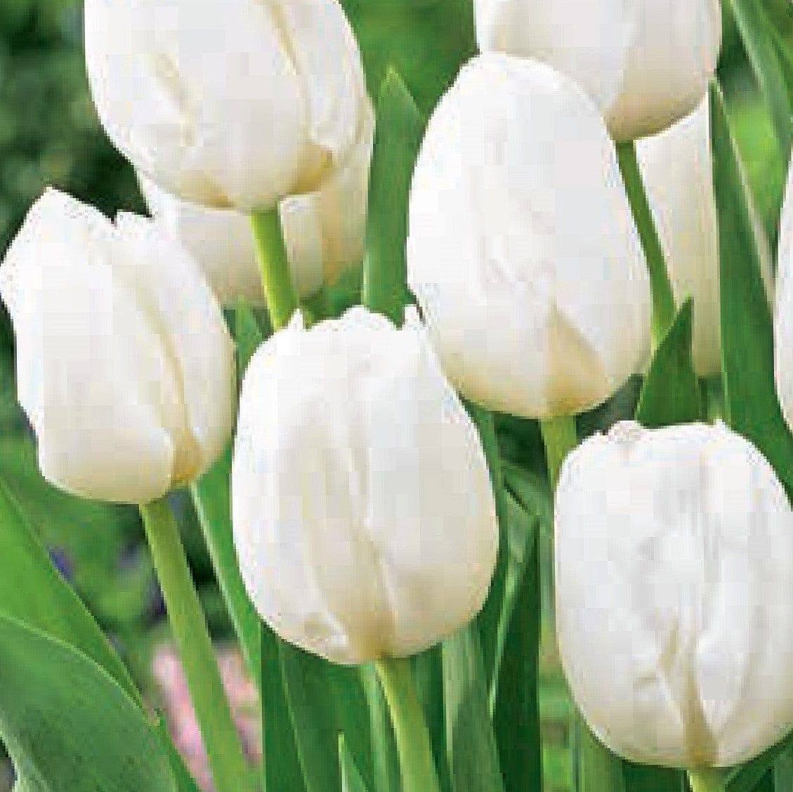 Tulip - Landscape White, BONUS 20 Pack