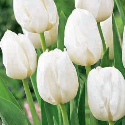 Tulip - Landscape White, BONUS 20 Pack
