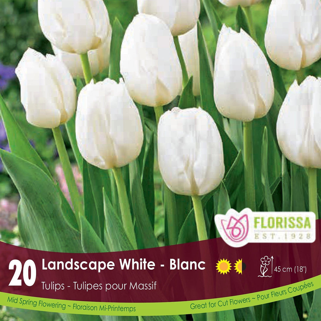 Tulip - Landscape White, BONUS 20 Pack