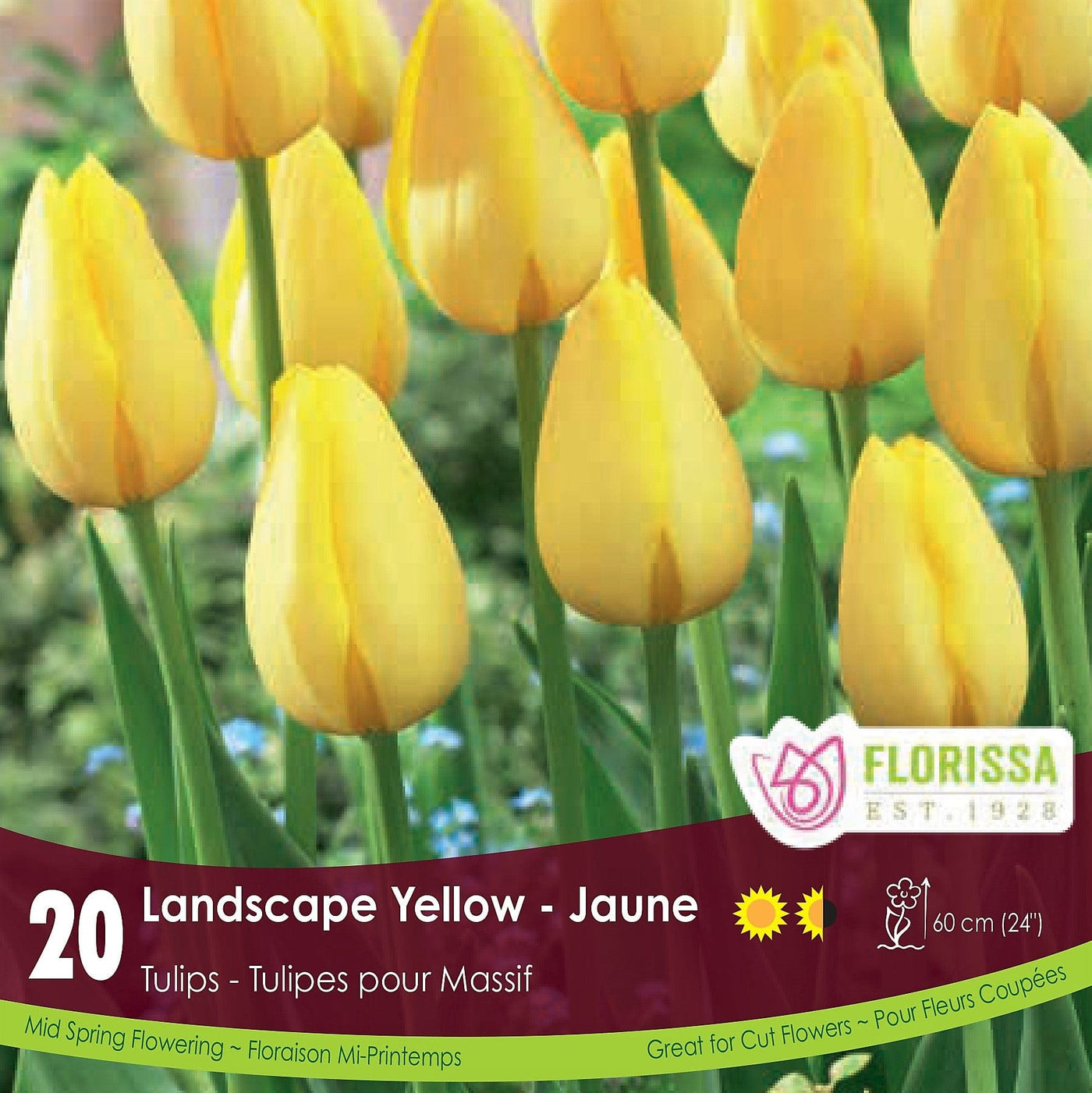 Tulip - Landscape Yellow, BONUS 20 Pack