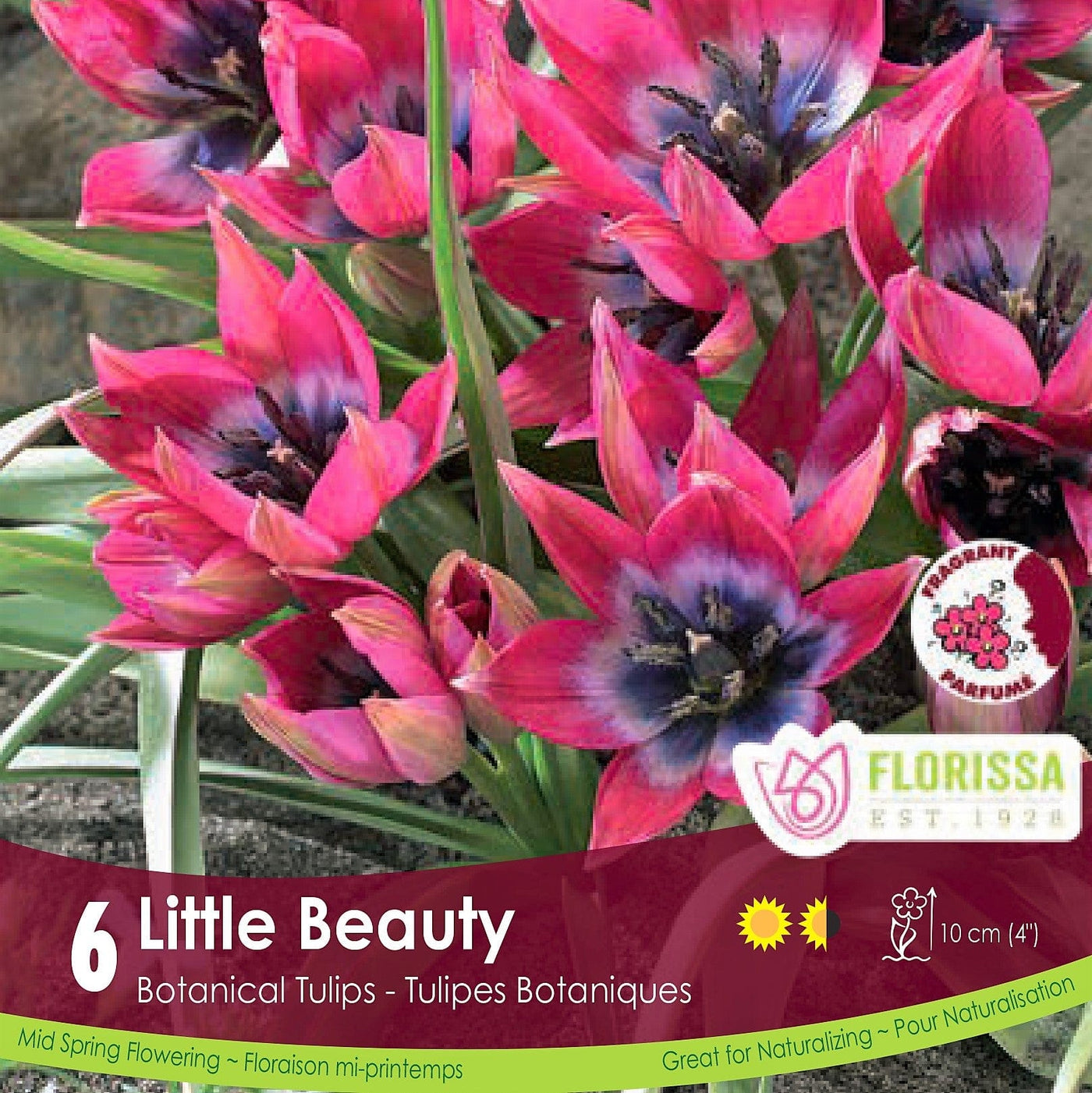 Little Beauty hot pink and purple botanical tulip