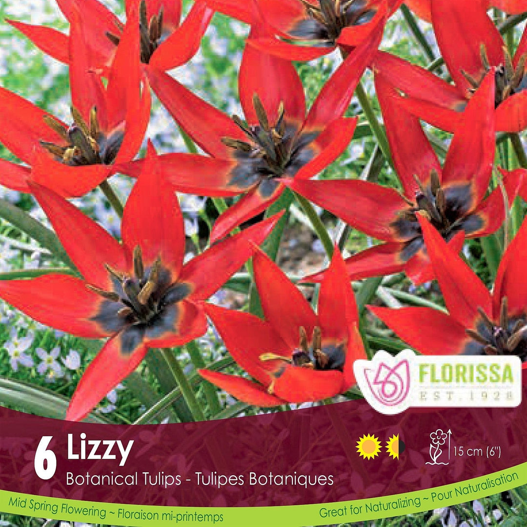 Lizzy Red Botanical Tulip