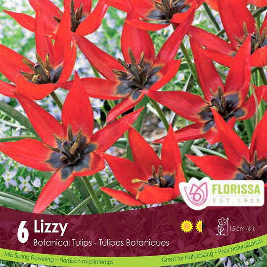 Lizzy Red Botanical Tulip