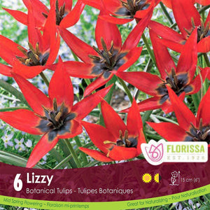 Lizzy Red Botanical Tulip