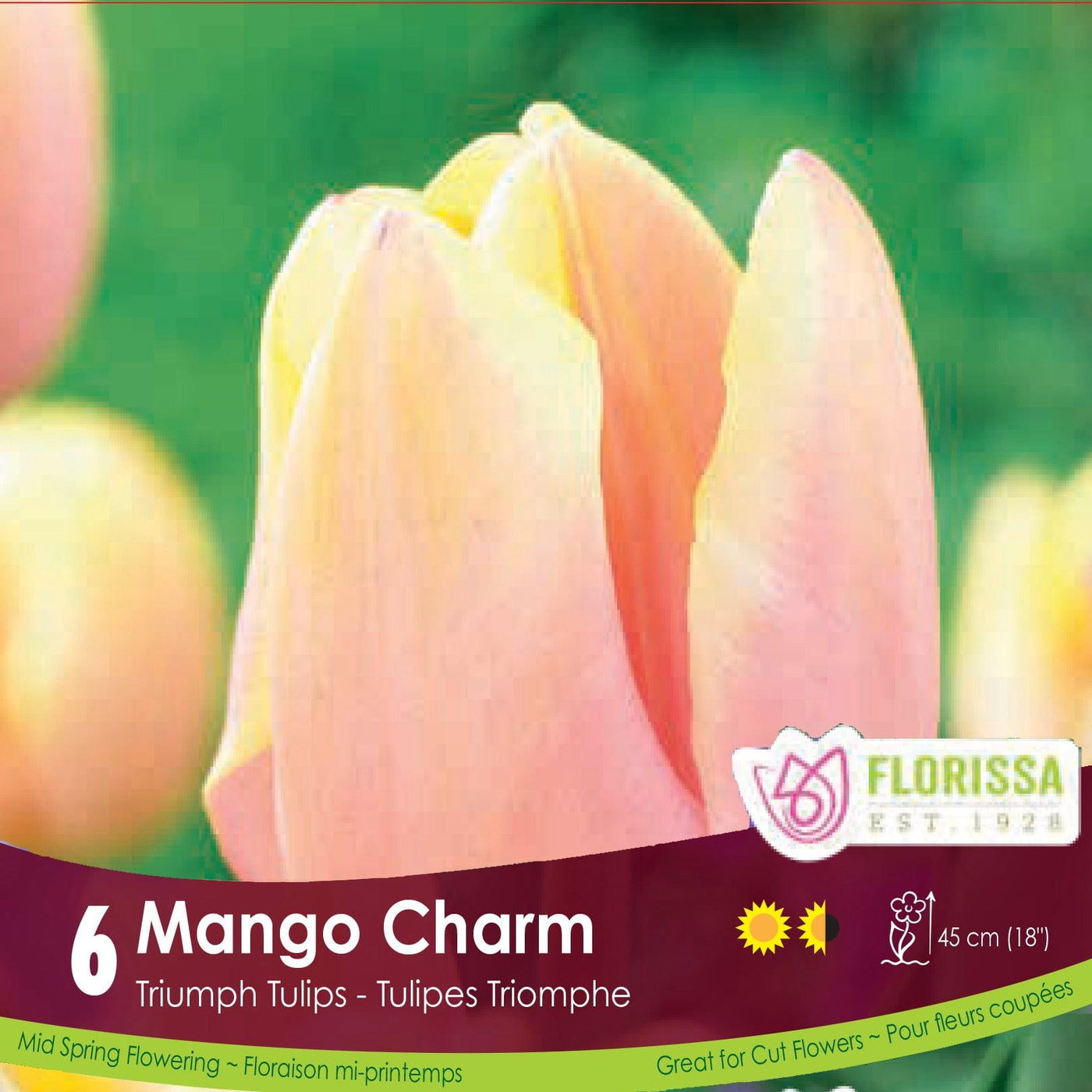 Orange Triumph Tulip Mango Charm 