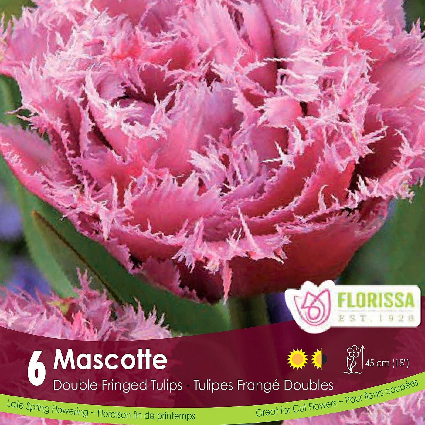 Pink Tulip Double Fringed Mascotte 