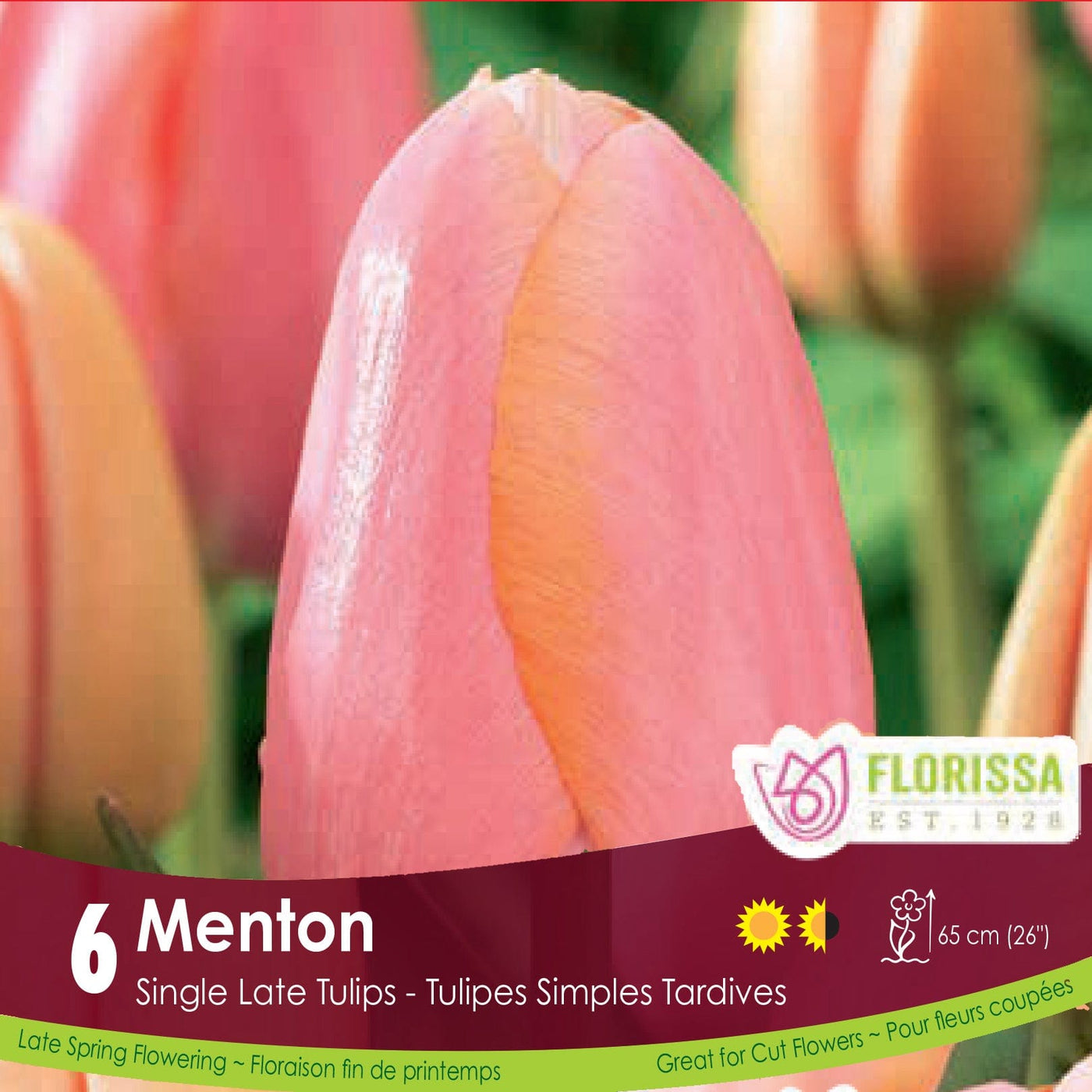 Pink Single Late Tulip Menton 