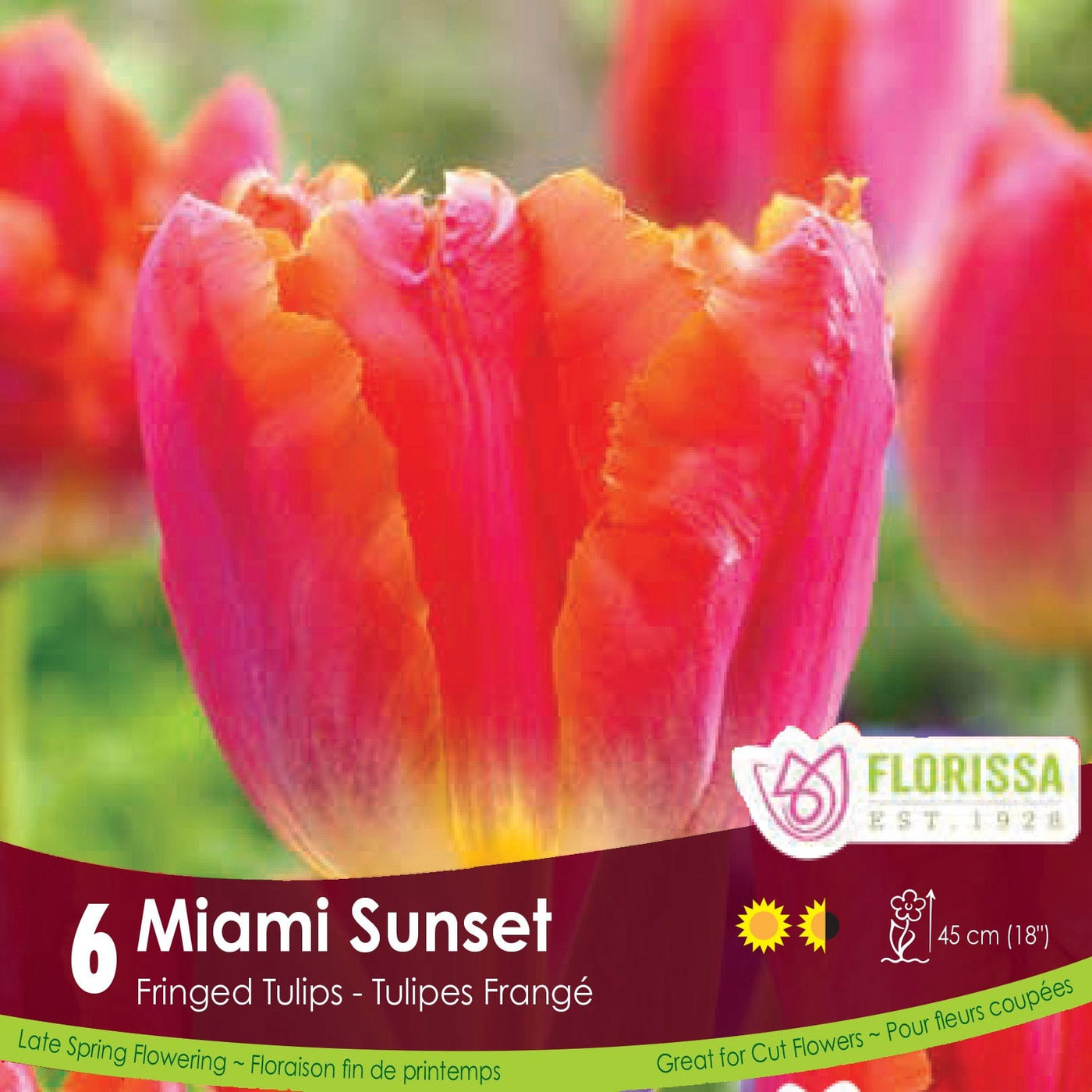Fringed Tulip Miami Sunset 