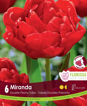 Tulip - Miranda, 6 Pack