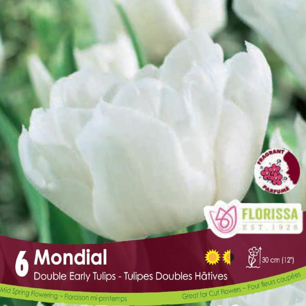 White Double Early Tulip Mondial 