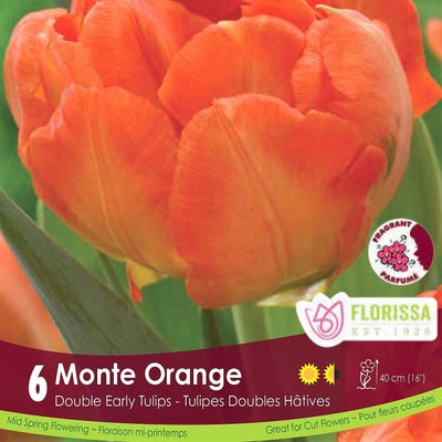Tulip - Monte Orange, 6 Pack