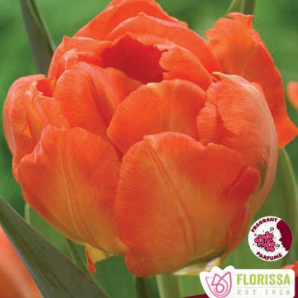 Double Early Tulip Monte Orange 