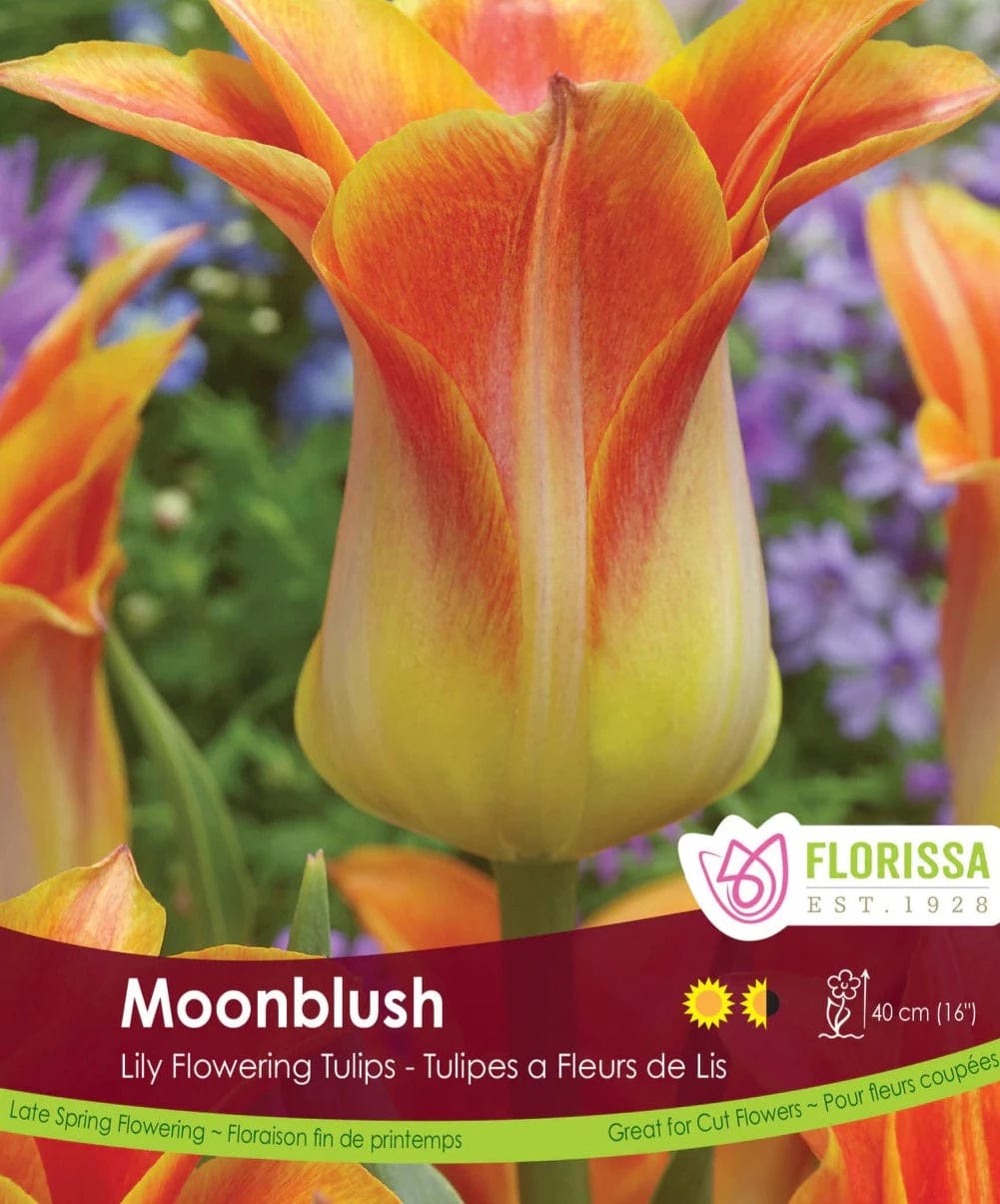 Tulip - Moonblush, 6 Pack