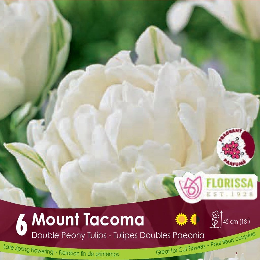 White Double Peony Tulip Mount Tacoma 