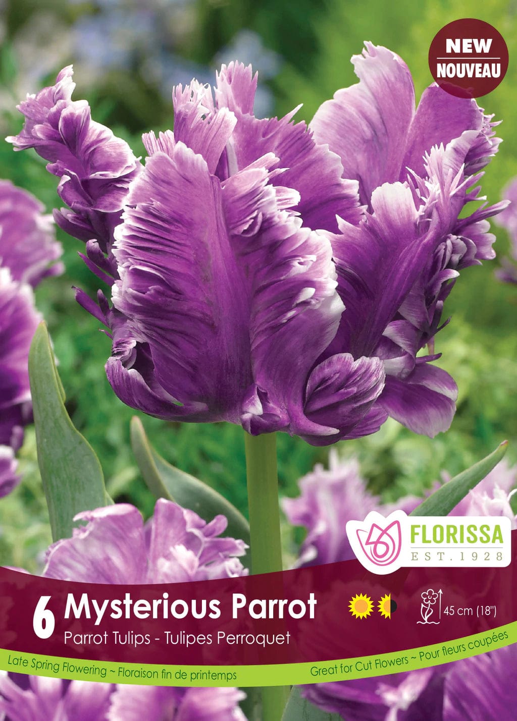 Tulip - Mysterious Parrot, 6 Pack