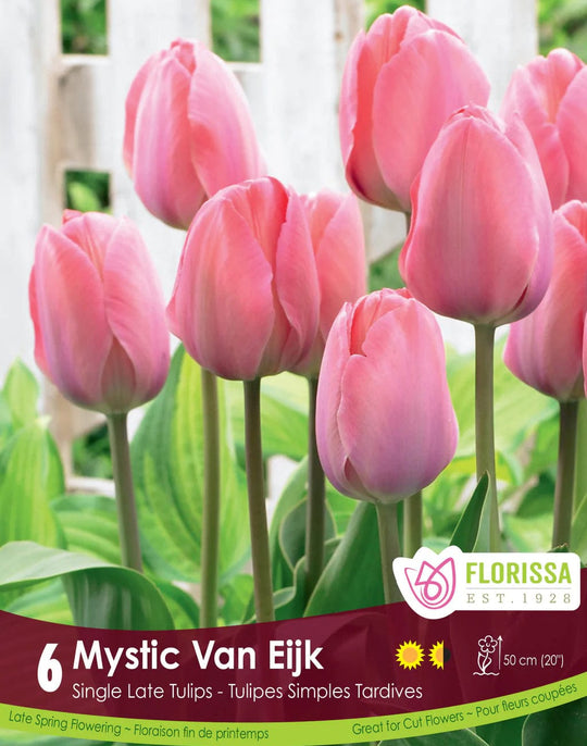 Tulip - Mystic Van Eijk, 6 Pack