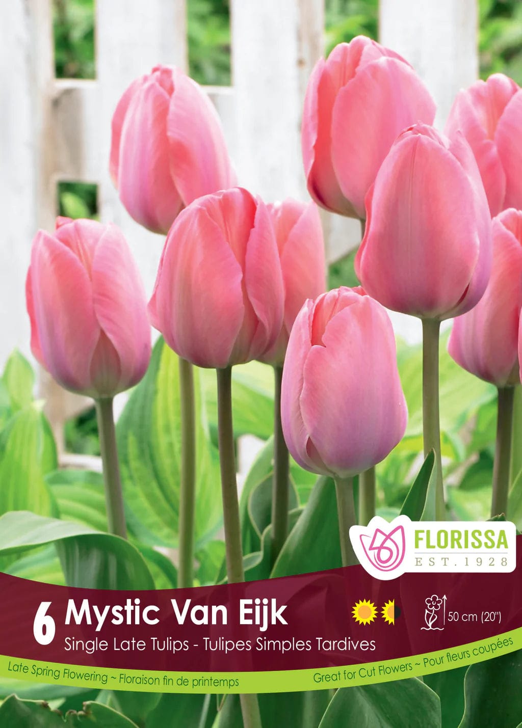 Tulip - Mystic Van Eijk, 6 Pack