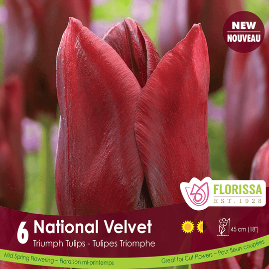 Tulip National Velvet