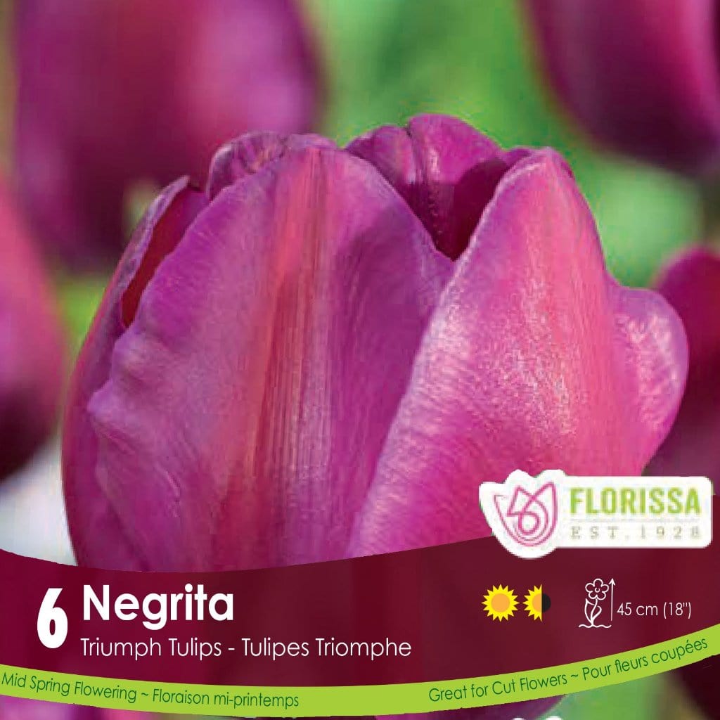 Purple Pink Triumph Tulip Negrita 
